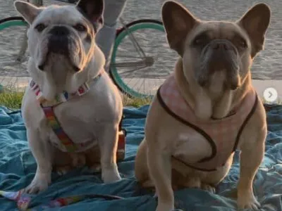 레이디가가, 납치된 반려견 되찾아…50만달러 진짜주나