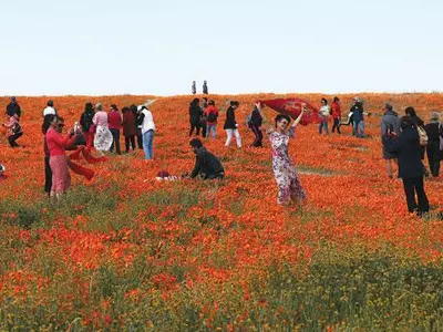 ‘수퍼 블룸’ 절정에 야생화 들판 몰려든 방문객들