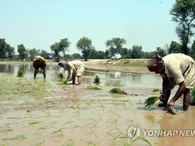 "올해 전세계 쌀 부족분 870만t…20년래 최대" 경고