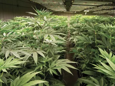 의료용 마리화나, 조지아서 곧 시판