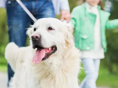반려견 산책시키다 부상 많다