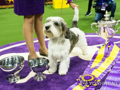 웨스트민스터 케널 클럽 도그쇼서 우승 차지한 '버디 홀리'