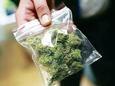 마리화나에 취한 미 직장인들… 양성비율 4.3%