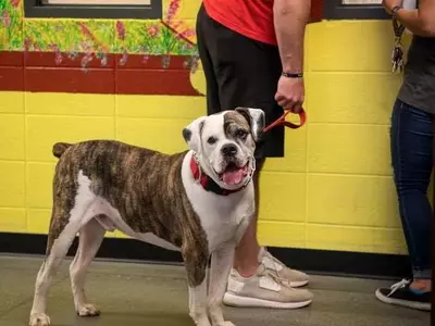 귀넷 카운티, 개 입양 잠정 중단