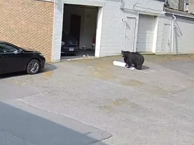 컵케이크 60개 '쓱싹'…흑곰이 빵집 들어가 폭식