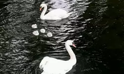 10대들, 뉴욕 마을 명물 백조 잡아먹어…"큰 오리로 생각"