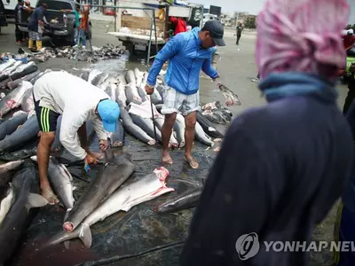 ‘샥스핀’때문에 상어 씨 마른다