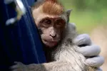 잔혹 엽기의 끝…‘아기 원숭이 고문’ 영상 즐긴 국제 네트워크