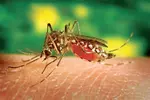 미국 내 말라리아 확산, 왜?… 지역내 감염 사례에‘비상’