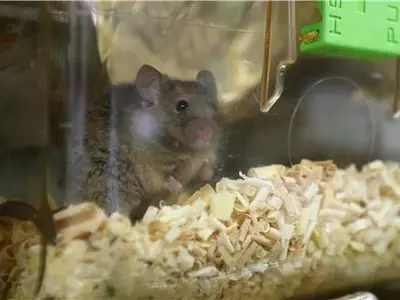 젊은 쥐 늙은 쥐 혈관 연결했더니…"노화방지·수명 10% 연장"