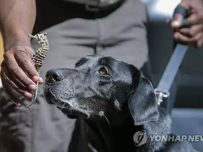 경찰견 여럿 잡은폭염…에어컨 고장 차에 실려 가다 떼죽음