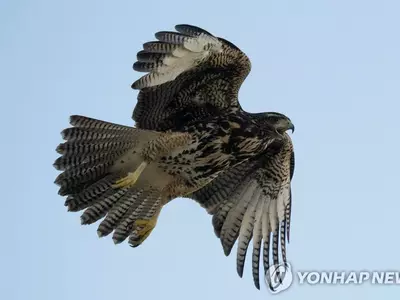 하늘서 떨어진 독사에 공격당한 여성…매가 구했다