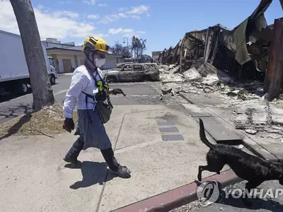 잿더미 속 유해 찾아…'산불 참사' 하와이로 사체탐지견 투입