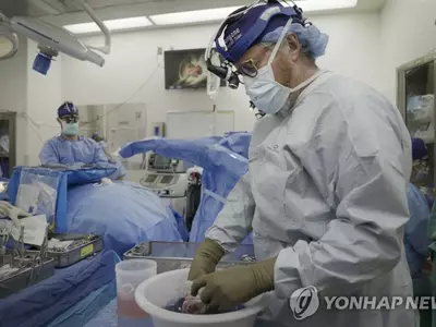 뇌사자에 유전자 조작 돼지 신장 이식…32일째 정상 기능