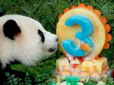 워싱턴DC 판다 가족, 임대 만료…미중 50년 '판다 외교' 끝?