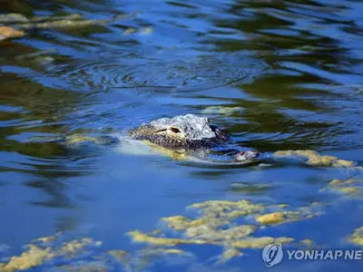 플로리다서 사람 시신 물고다닌 악어 발견…안락사 처리