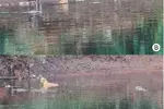 늪악어 은밀한 취향…강에 빠진 강아지 구해주고 꽃놀이도 즐겨
