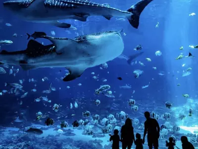 조지아 수족관, “1일 티켓으로 연말까지 무제한 입장”