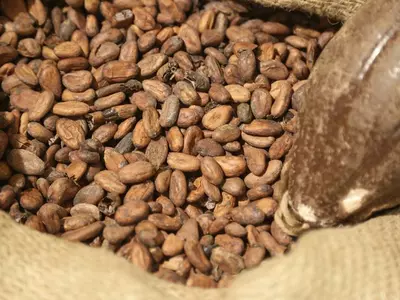 카카오 가격 44년 만에 최고…핼러윈 캔디류 가격 치솟을 듯