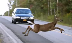 사슴 짝짓기 시즌 차량 충돌 주의
