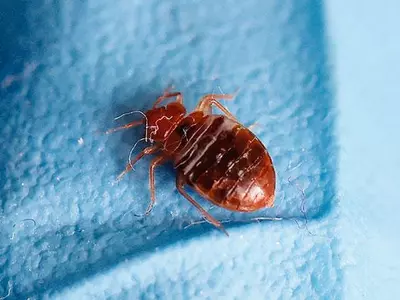 연말시즌 여행 ‘빈대’ 악몽 주의