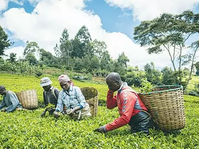 세계 경제 ‘달러 고갈’… 물물교환 무역도 등장