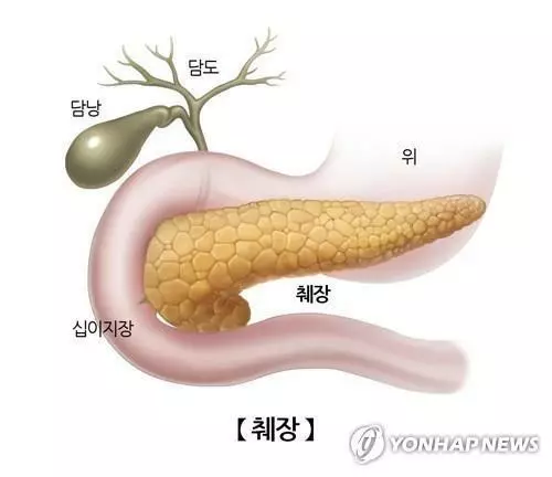 췌장[연합뉴스 자료사진]
