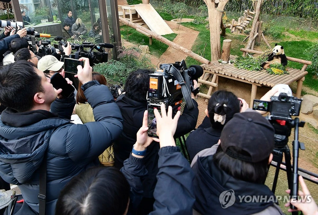 푸바오가 일반 관람객들을 만나는 마지막 날인 3일 오전 경기도 용인 에버랜드에서 관람객들이 푸바오 모습을 카메라에 담고 있다. 푸바오는 오는 4일부터 중국으로 이동할 준비에 들어간다. [사진공동취재단] 