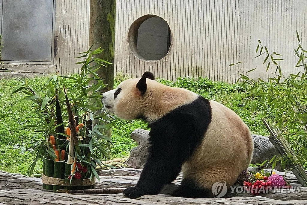 지난 4월 중국에 반환된 자이언트판다 '푸바오'가 2개월여 만인 12일 쓰촨성 판다기지에서 대중에 공개됐다. 푸바오는 이날 오전 9시39분(현지시간) 쓰촨성 워룽중화자이언트판다원(臥龍中華大熊猫苑) 선수핑기지(神樹坪基地) 야외 방사장에 모습을 드러냈다. (청두=연합뉴스) 정성조 특파원