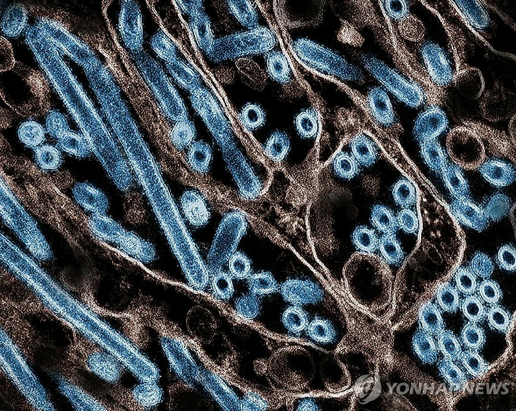 현미경에 투과된 조류 인플루엔자 H5N1 바이러스 이미지[AFP 연합뉴스 자료사진. 재판매 및 DB 금지]