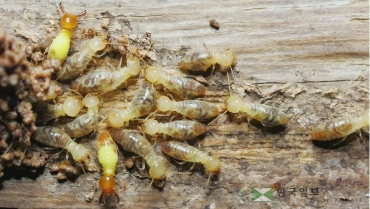 애틀랜타는 고온다습한 환경으로 인해  터마이트 피해가 큰 도시 중 하나로 꼽혔다. 