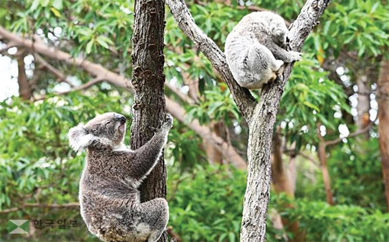 코알라는 타롱가동물원에서 가장 사랑받는 동물이다.
