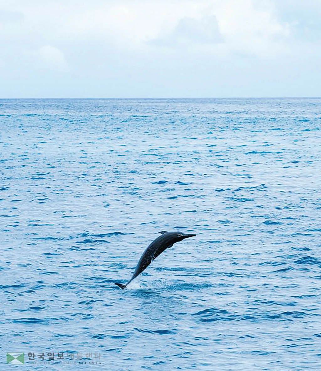 미국 하와이주 오아후 마카하 해변 인근 해역에서‘스피너 돌핀(긴부리돌고래)’이 
수면 위로 뛰어 오른 후 재입수하고 있다.