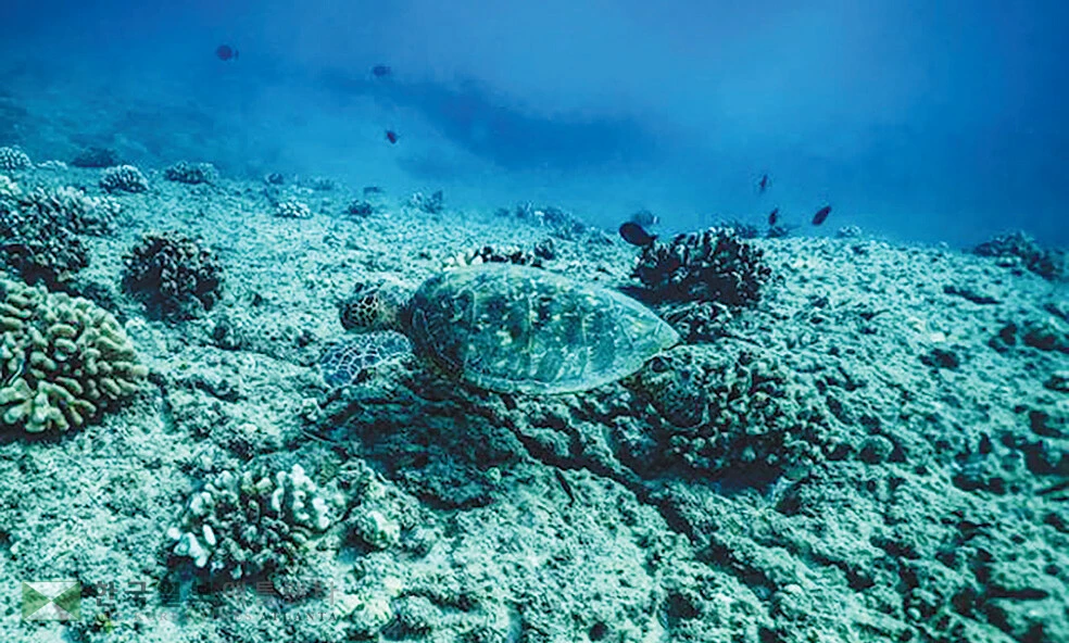 미국 하와이주 오아후 마카하 해변 인근 산호지대에서 바다거북이 헤엄치고 있다. 

