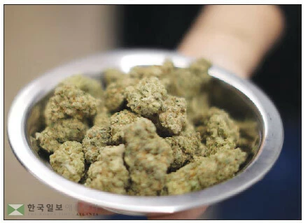  의료용 마리화나. [로이터]