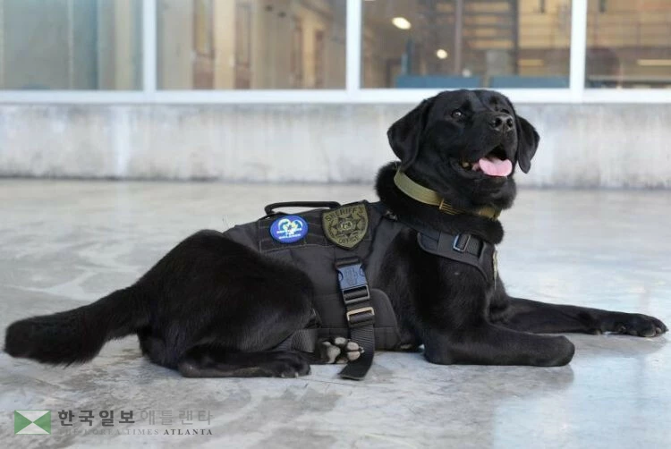 귀넷 셰리프국에 실전 배치된 전자기기 탐지견 K9 '디'.<사진=귀넷 셰리프국>