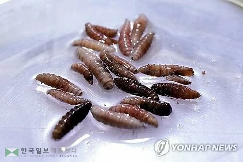  2025년 6월 11일 파나마 파코라 소재 생식불능 나사벌레 생산공장에서 촬영된 나사벌레 유충의 모습. (파코라 <파나마> 로이터=연합뉴스 자료사진)