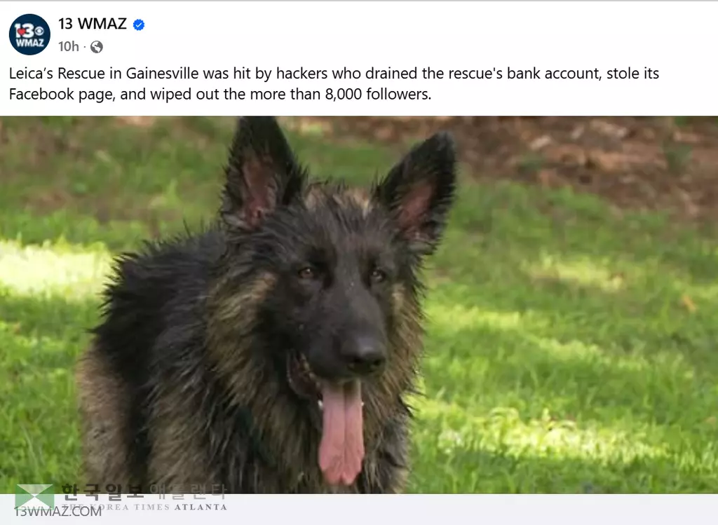 게인스빌 지역언론이 해커 공격으로 인한 유기견 구조단체의 피해를 알리고 있다<사진=채널13 WMAZ 캡쳐>