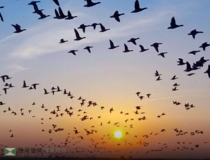 매일 조지아 밤하늘에는 수백만 마리의 철새들이 남쪽으로 이동하는 모습을 볼 수 있다.<사진=조지아텍 인스타그램 캡쳐>