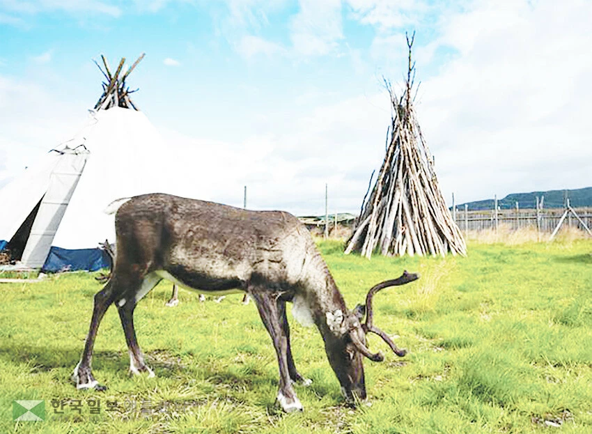 알타 사미 시이다의 순록이 라부 앞에서 먹이를 먹고 있다.