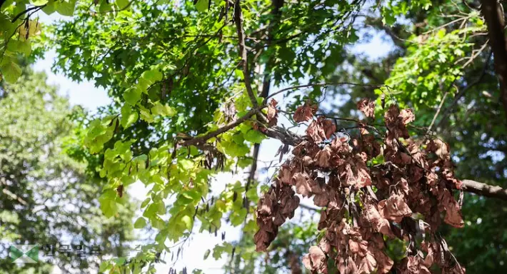 애틀랜타를 포함해 조지아 전역이 한달 가량 돌발가뭄 상태에 놓여 있다.