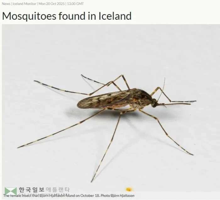 아이슬란드에서 처음으로 발견된 줄무늬모기 암컷.