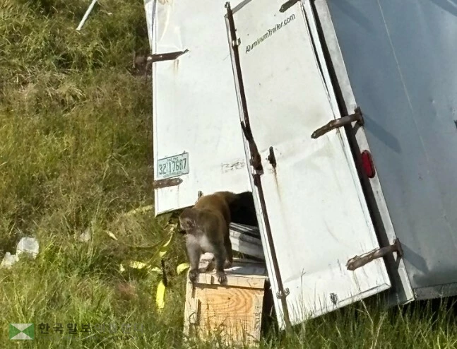 사고 차량에서 탈출하는 실험실 원숭이들[미국 미시시피주 재스퍼 카운티 보안관 사무소 페이스북 캡처]