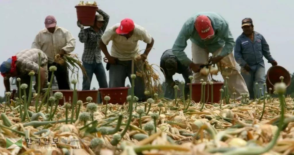 조지아의 한 농장에서 일하고 있는 중남미 출신 노동자들. 연방정부는 지난 10월 H-2A를 통해 입국한 임시 농장 근로자에 대한 임금 인하를 결정했다. 사진=파머스 위클리지>