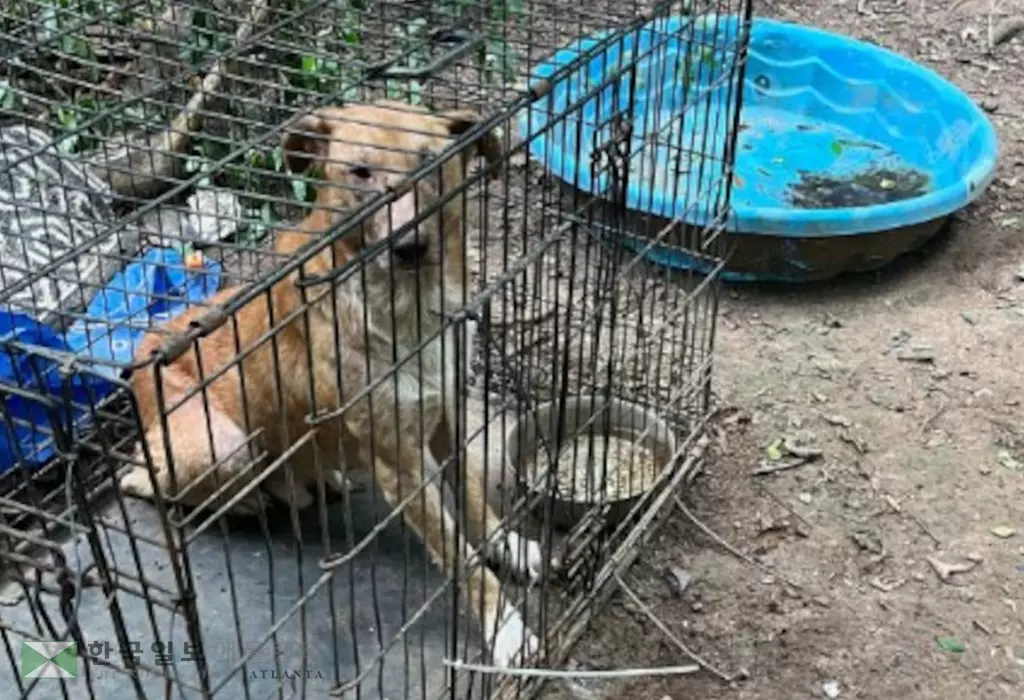 지난 8월 카투사 카운티 한 주택에서는 불법 투견용으로 사육 중이던 32마리의 개가 구조됐다.<사진=조지아 농무부 제공>