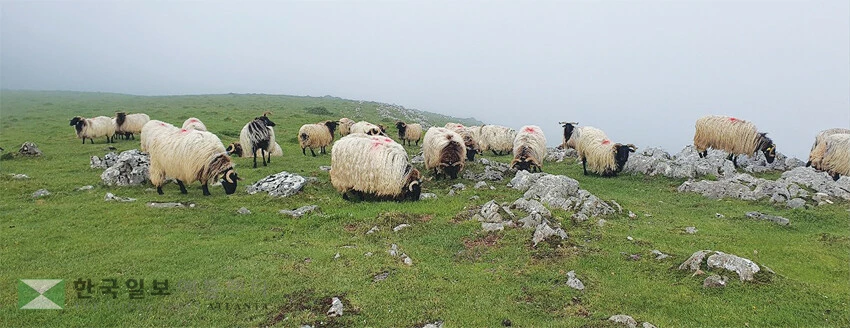피레네 산맥 순례길에서 만나는 양떼들.