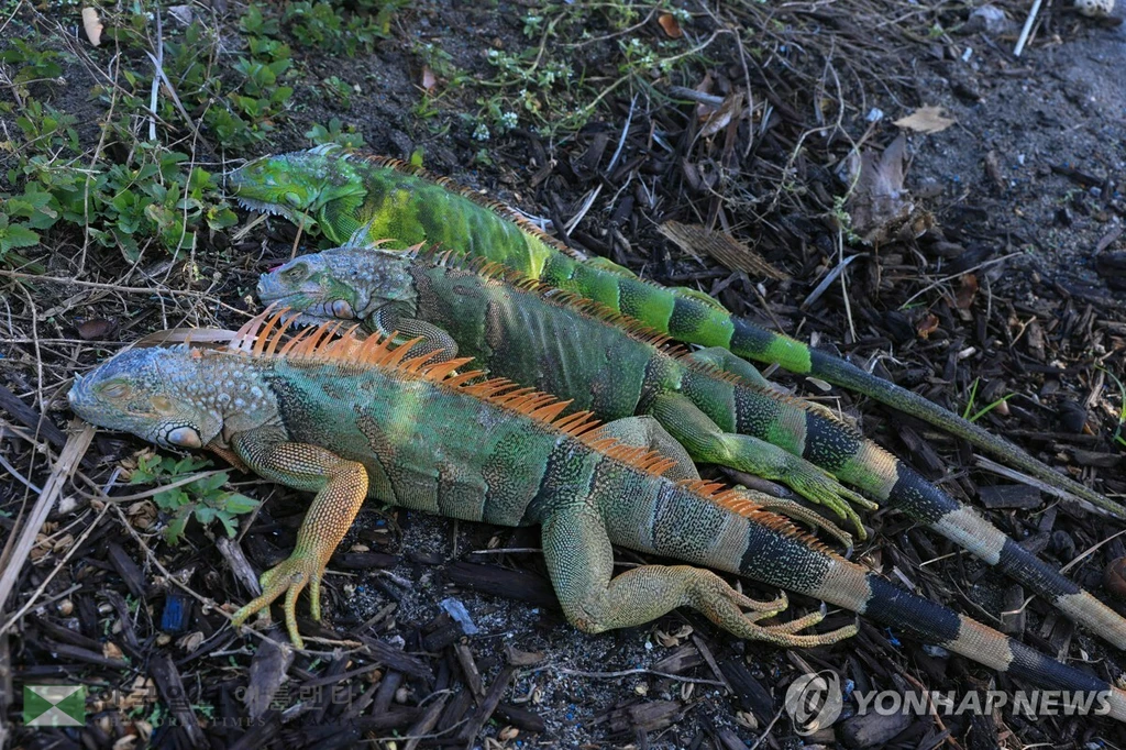 플로리다주 마이애미비치에서 추위에 기절한 이구아나들[AFP=연합뉴스]