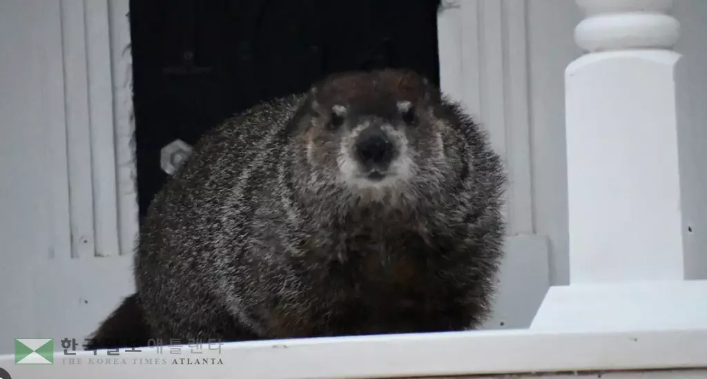 2일 모습을 드러낸 보거리드 리 장군, 리는 그림자를 보고 다시 보금자리로 들어가 올 겨울이 더 지속될 것임을 알렸다.<사진=폭스5 뉴스>