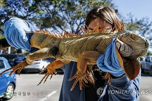 2026년 2월 2일 플로리다 어류야생생물위원회(FWC) 직원들이 주민들이 포집해 가져온 외래종 녹색이구아나를 수거하고 있다. (연합뉴스) 