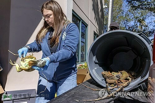 2026년 2월 2일 플로리다 어류야생생물위원회(FWC) 직원이 주민들이 포집해 가져온 외래종 녹색이구아나를 수거하고 있다.